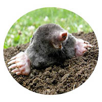 Sleepy Eye mole & grub control