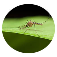 Sleepy Eye MN mosquito control