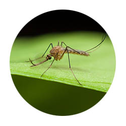 spring touch mosquito control